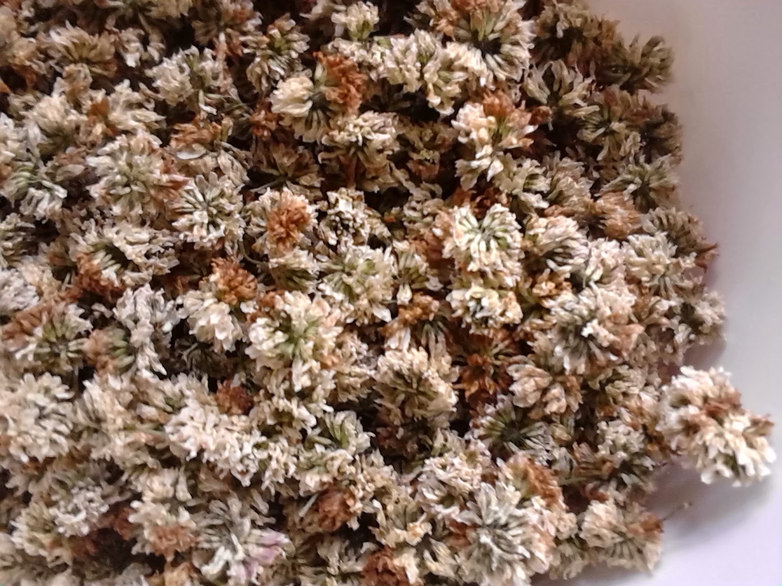 Southern Forager White Clover Flower Flour