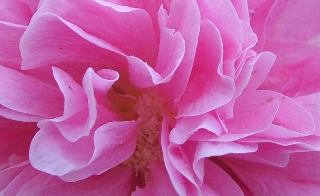 HD Desktop Wallpaper: pink flower wallpaper