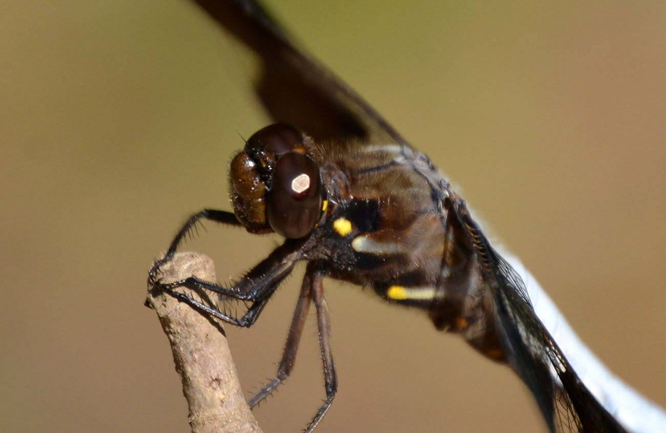 Woods Walks and Wildlife Yard Bugs, Day and Night