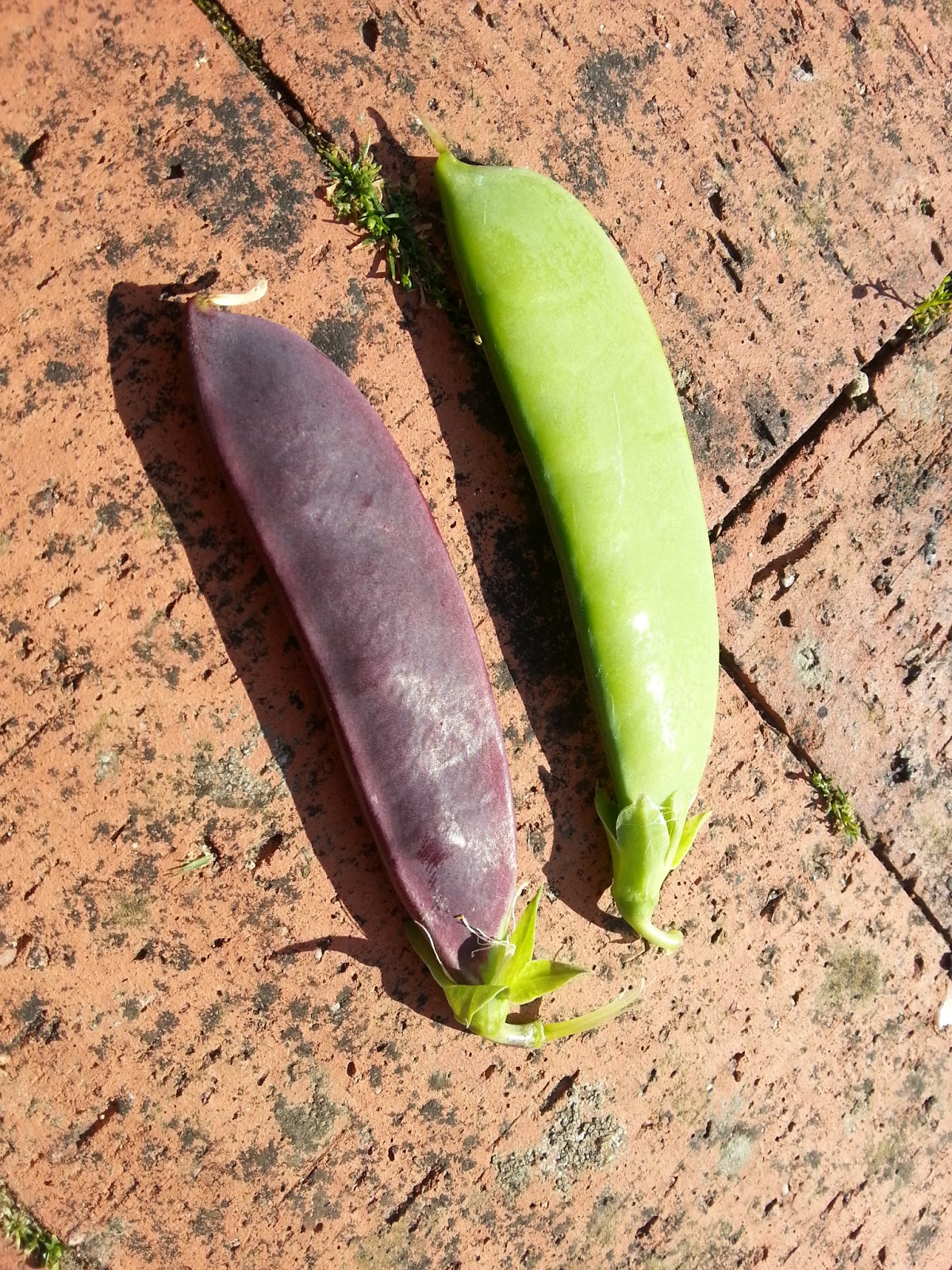 Positive Eating Positive Living Mangetout shiraz & sugarsnap pea