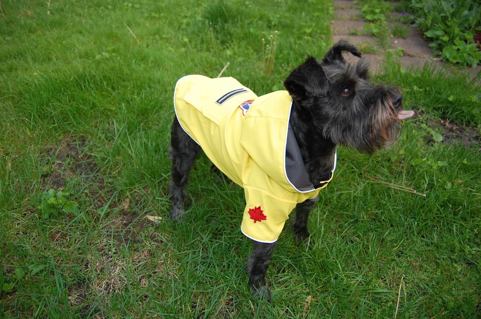 canada pooch rain jacket