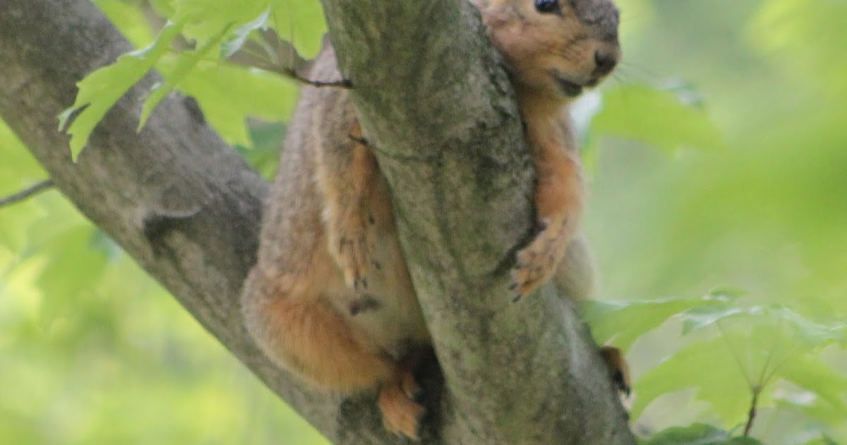 Beyond My Garden Squirrels Just Want to Have Fun!