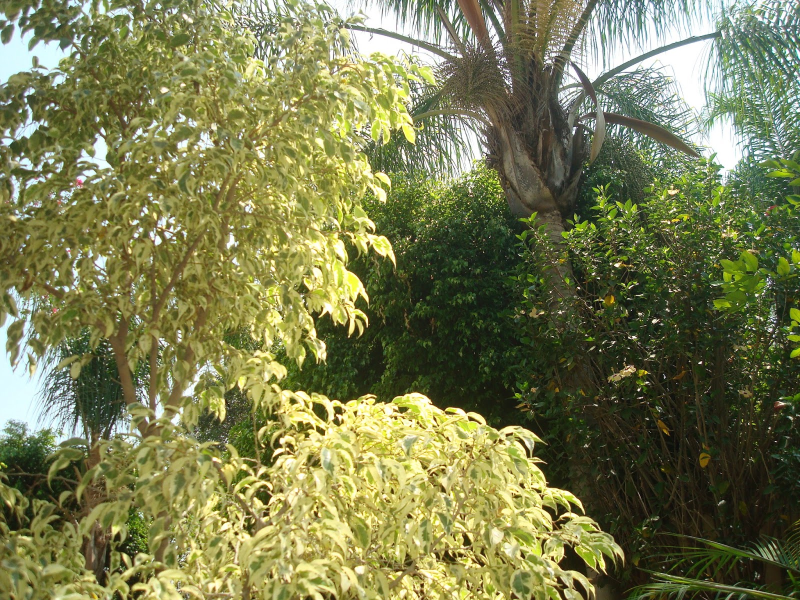 sancarlosfortin ficus blanco