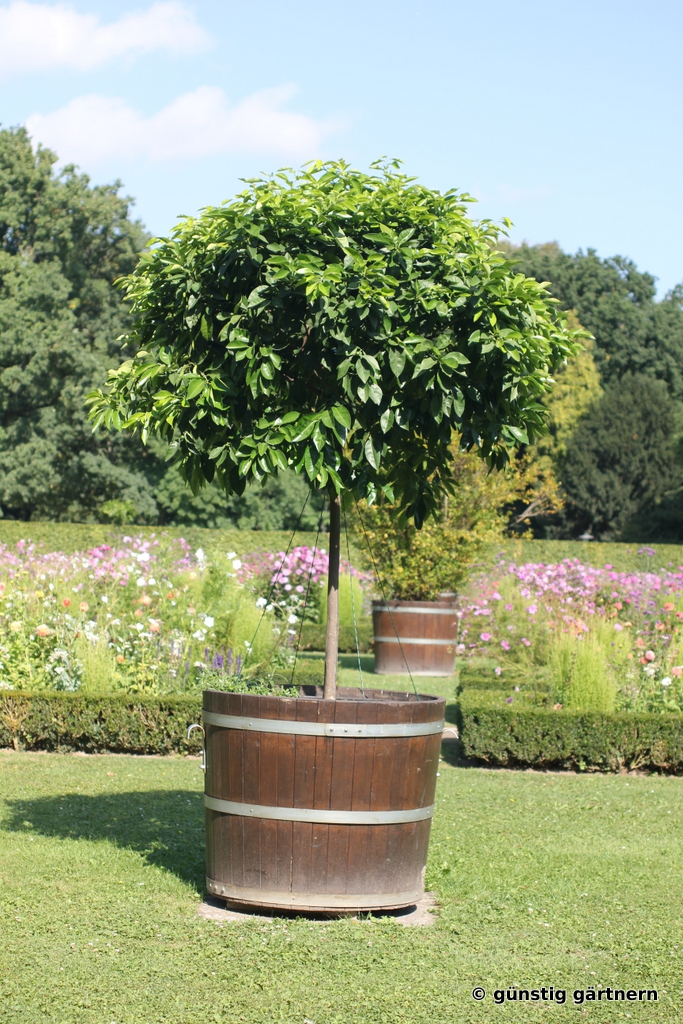 Günstig gärtnern Hochstämmchen selbstgemacht
