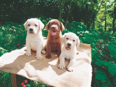 teacup labrador puppies