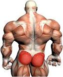 Muscle Building Calorie Calculator : ﻿get Bigger More Powerful Muscle Tissues