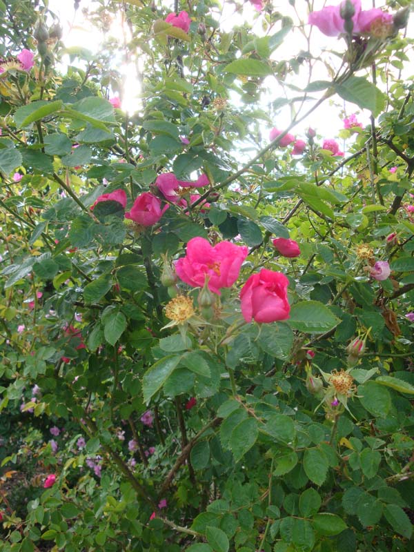 L'age bleu Rosenrausch II