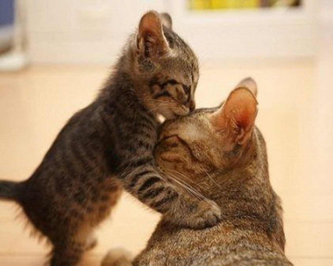 HD Animals Wallpapers: Mothers Love - Animals love Pictures and Photos