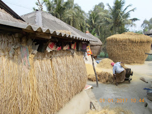 The most eco-friendly rudimentary village house walls covered with paddy  grass.