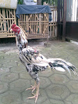 Gambar Ayam Aduan