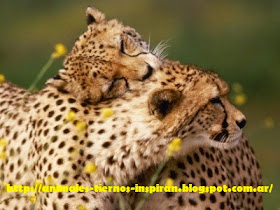 Animales Tiernos Inspiran: Animales muy tiernos