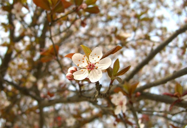 Cherry Plum Flowers Pictures