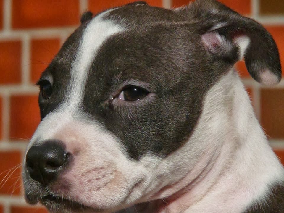 Tierheim Bremerhaven sucht Pfötchenringend ein neues zu Hause für vier