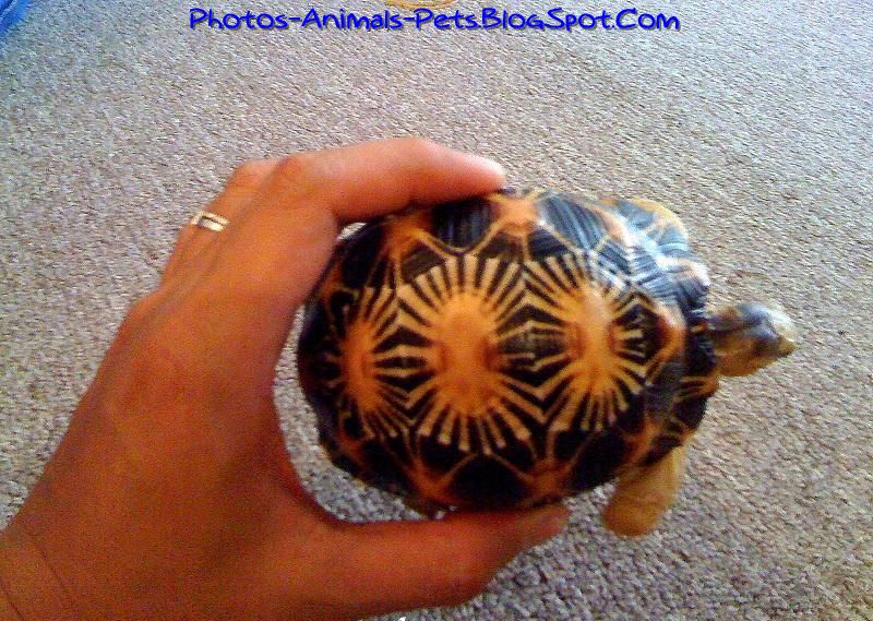 http://1.bp.blogspot.com/-4_qvYn7oH10/TbbKiLHY3eI/AAAAAAAAA04/zzV5M7ovB24/s1600/Pet%2BRadiata%2BTortoise_0001.jpeg
