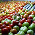 வெளிநாடுகளில் தக்காளிப்பழங்களை துப்பரவு செய்து விற்ப்பனைக்கு அனுப்பும் முறை! வீடியோ - Tomato Packing Line