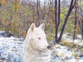 Ritratto del cane "Neve"