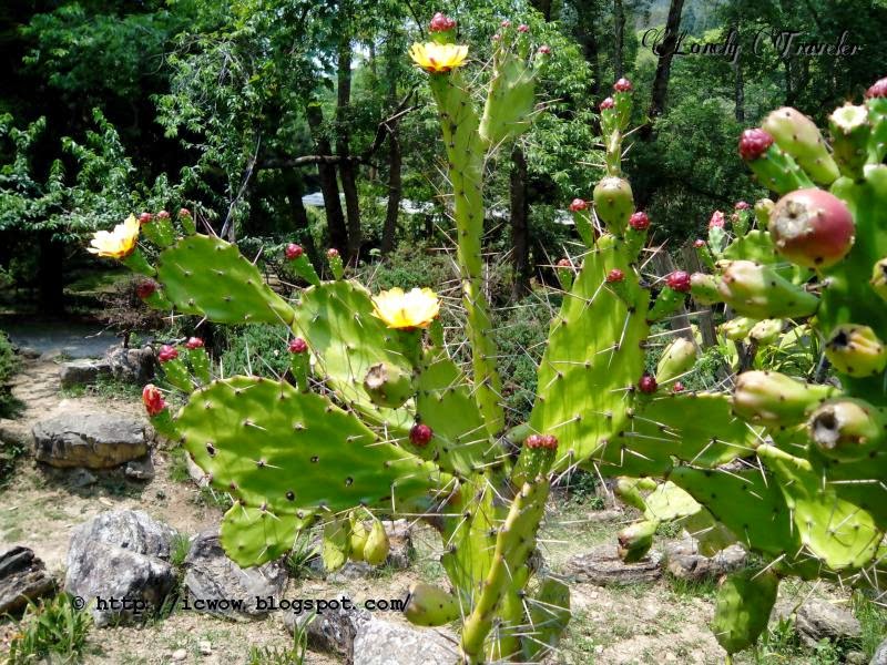 Godawari Botanical Garden Nepal