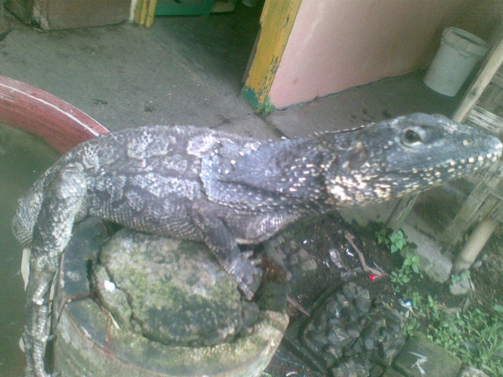 Soa Payung