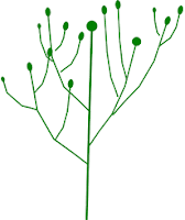 Morfologi Tumbuhan Bunga Majemuk Anthotaxsis Inflorescentia