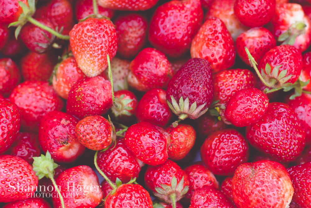 Enjoying Life With 4 Kids Portland June 2013 Strawberry Picking