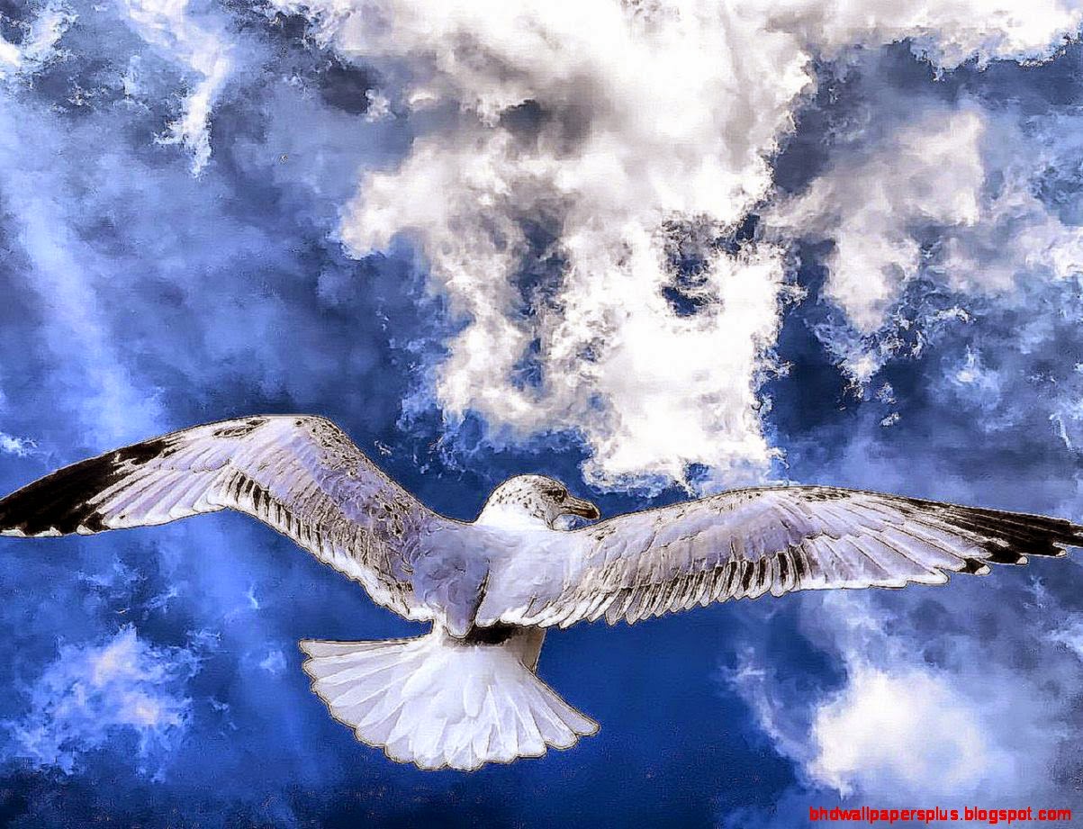 6 Albatross Wallpapers HD Backgrounds Wallpaper Abyss 6 Albatross Wallpapers HD Backgrounds Wallpaper Abyss