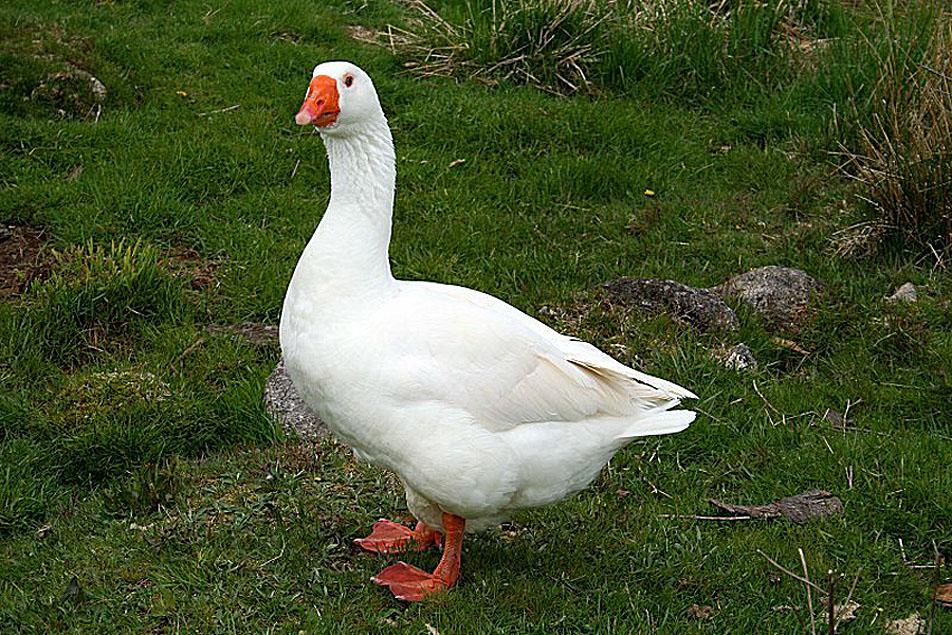 Goose bird |Funny Animal