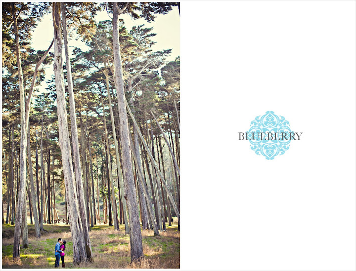 san francisco presidio eucalyptus tree forrest engagement session photography