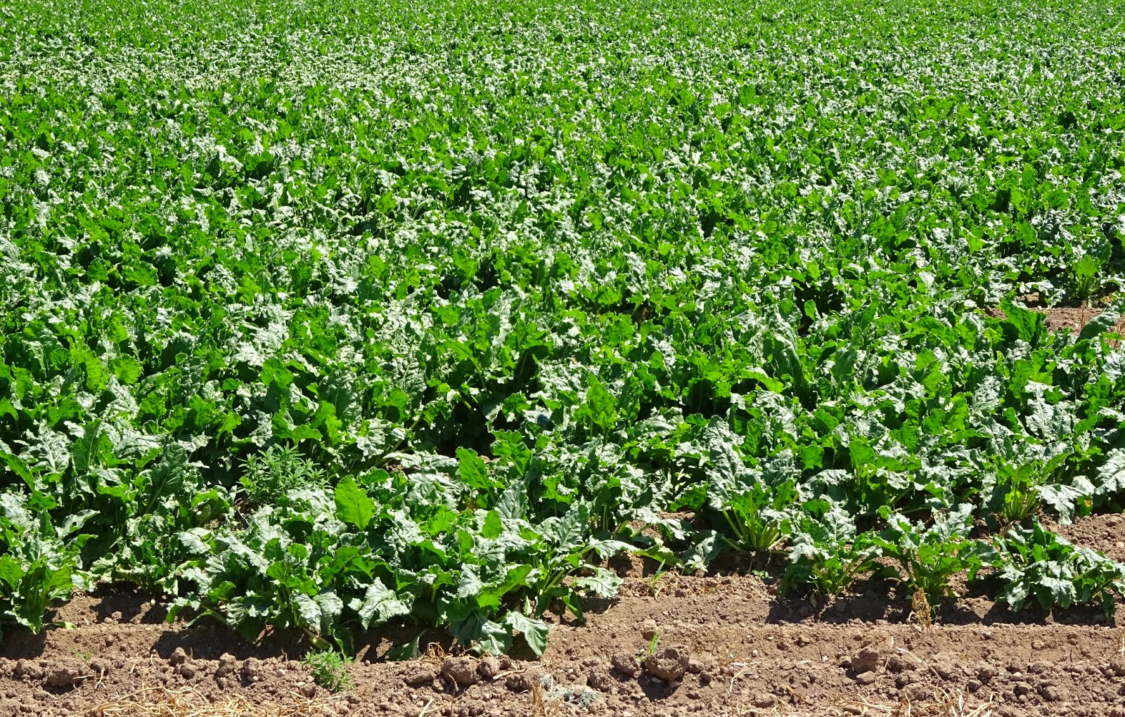 Boise Daily Photo Crop Identification Sugar Beets