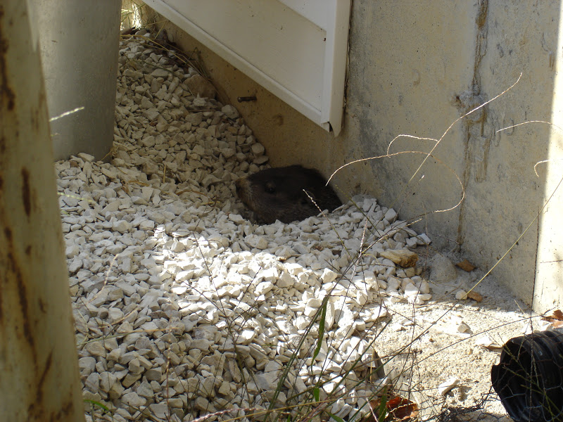 MOVING ON TO THE PAST Woodchuck, It's What's for Dinner (Warning Images)