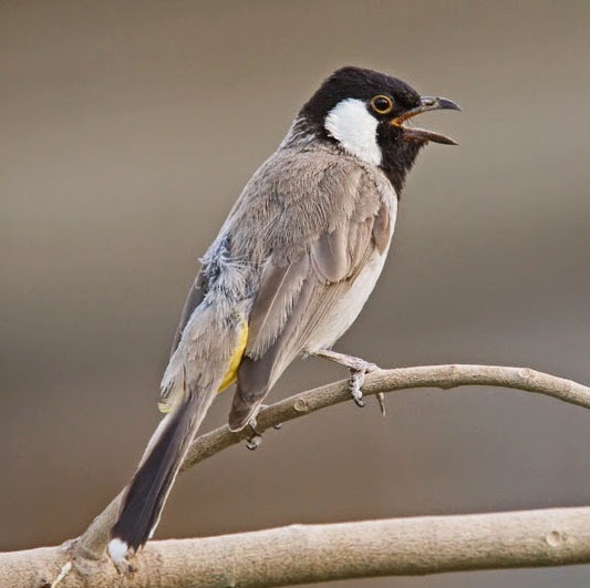 Suara burung kutilang irak jos suara burung kutilang
