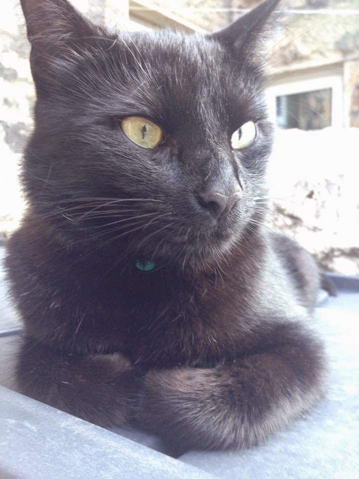 Lancaster & Morecambe Pet Search Lost Cats