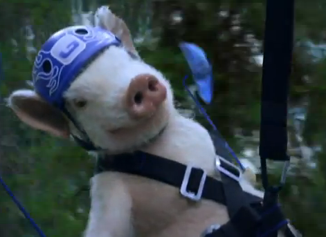 Maxwell-The-Pig-Returns-In-New-Geico-Commercial.png