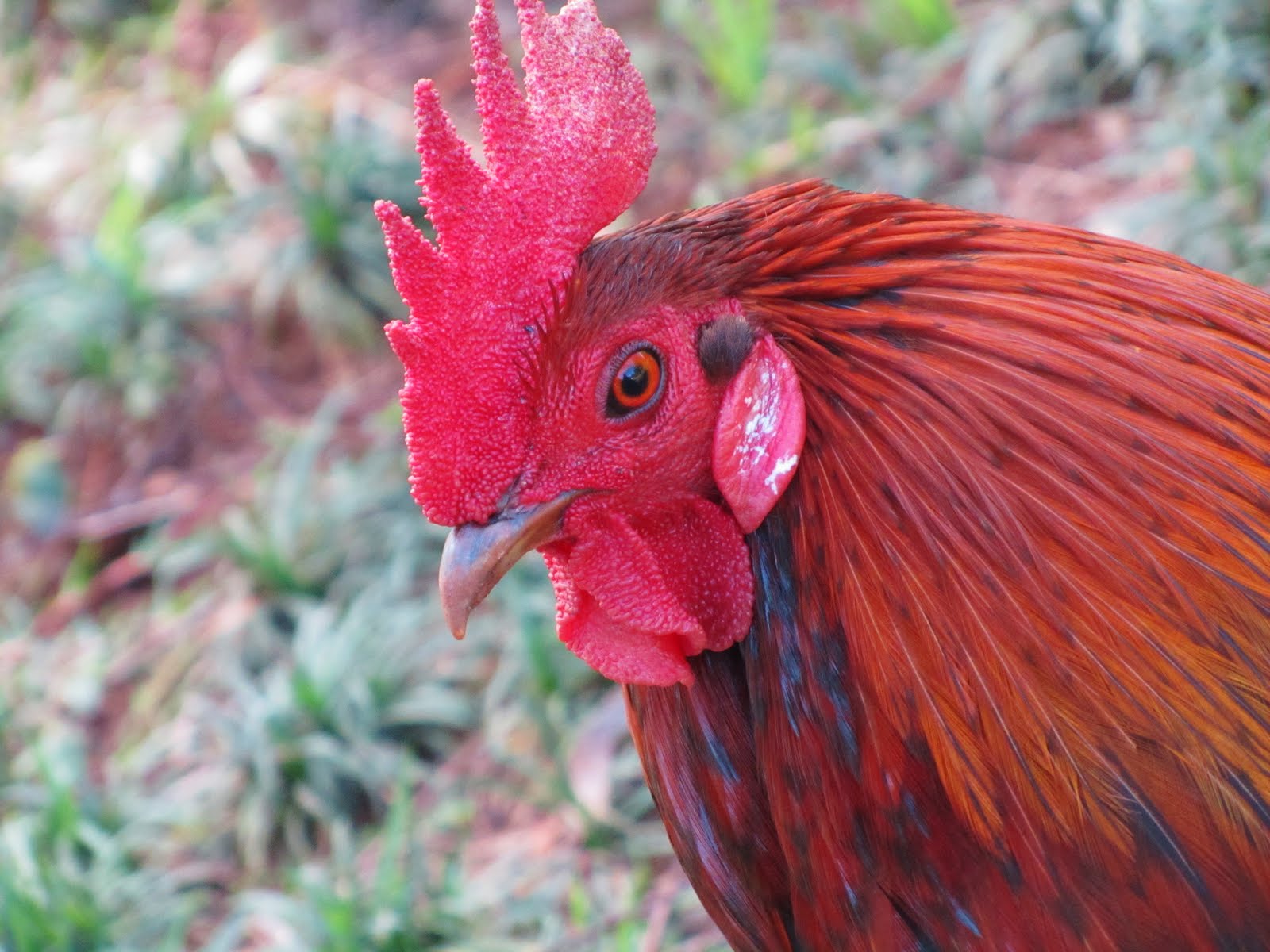 Pointless Paradise "Wild" Animals of Hawaii