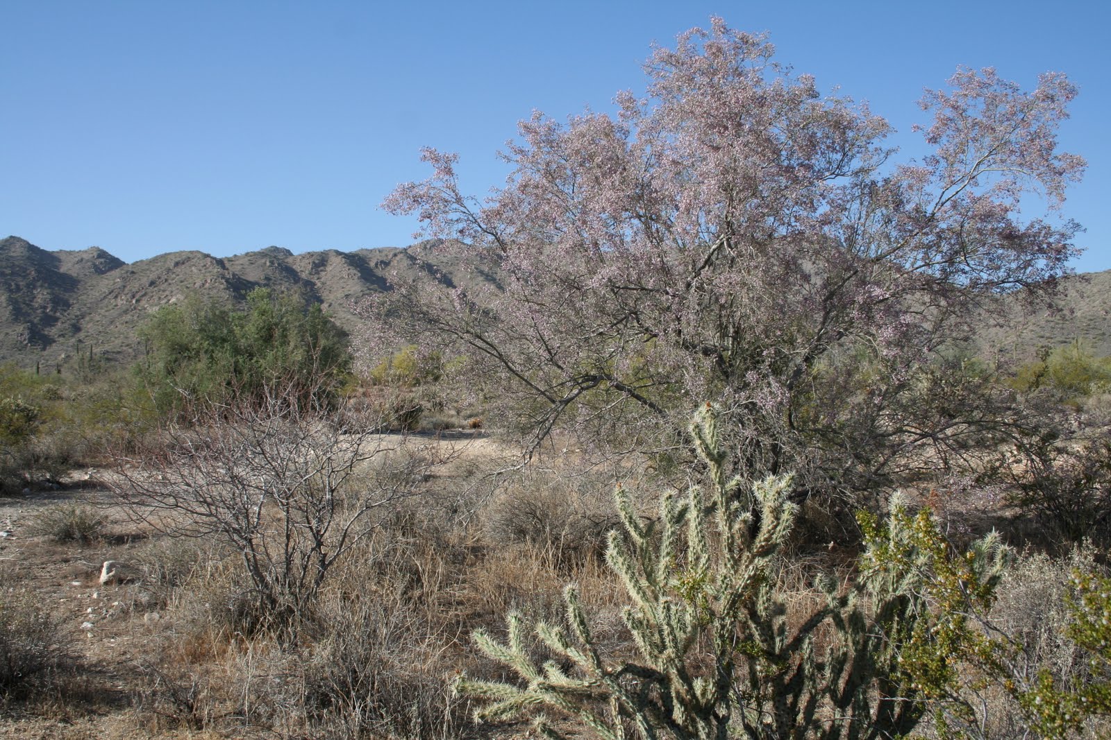 Practical Biology science for everyone Desert Ironwood