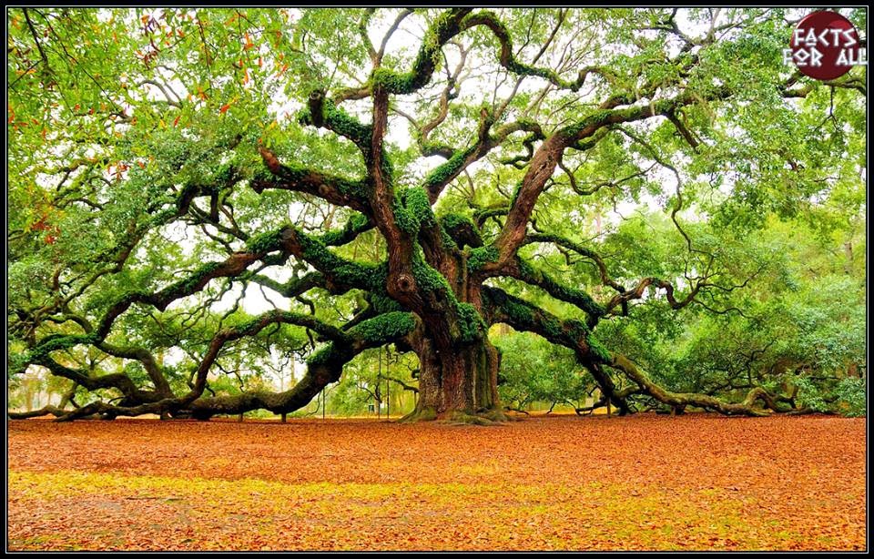 400 year old tree Angel Oak in South Carolina! AMAZEF