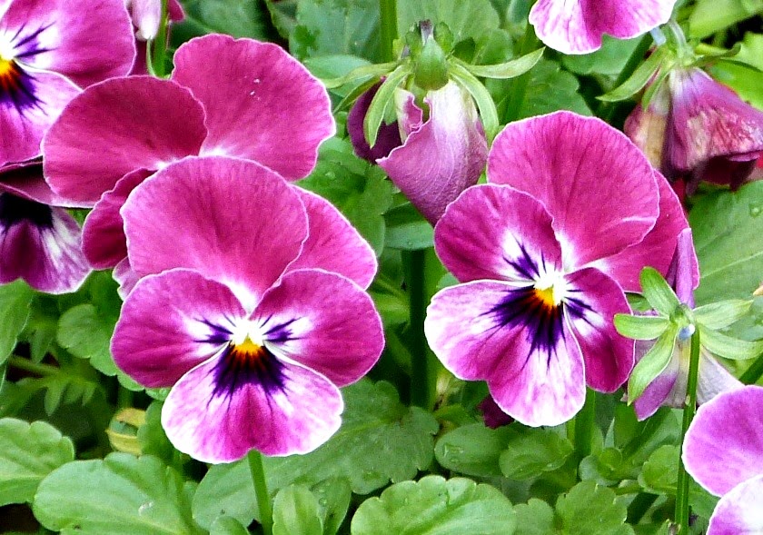 Notsupermum Winter Flowering Plants Pansies And Violas Plant Me Now Winter Pansies