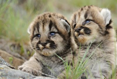 Cute Baby Pumas
