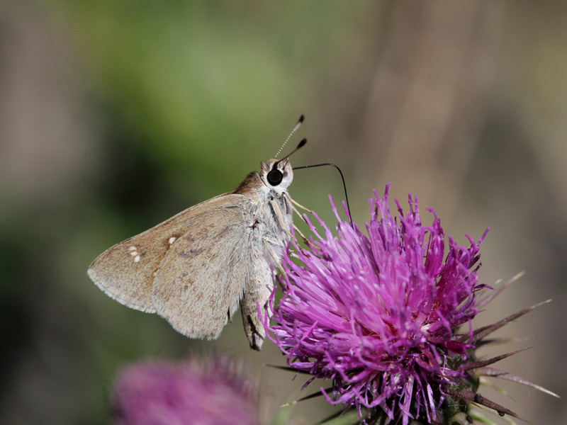 Butterflies Of The Western Palearctic Armenia Part Vii