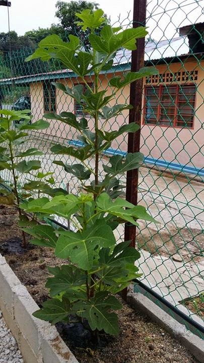 Figs Photo Collection Around The World Amanda Putri Garden Part 1