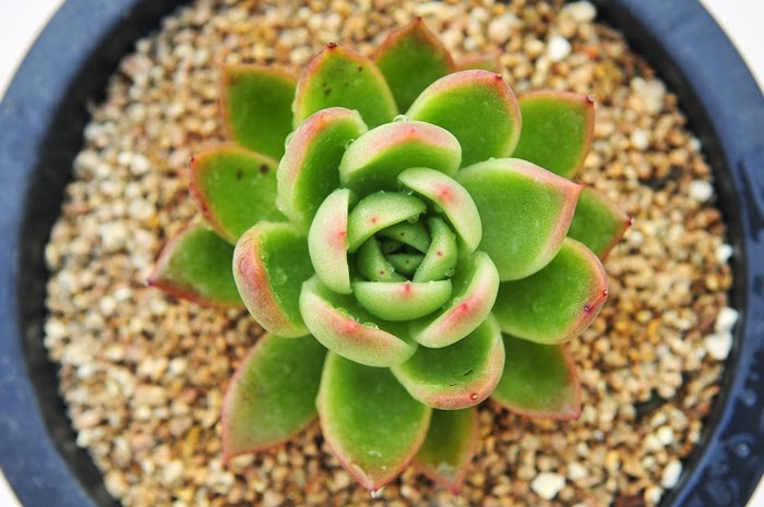Succulent Plants For The Home Echeveria Agavoides Prolifera A website created by collectors; succulent plants for the home