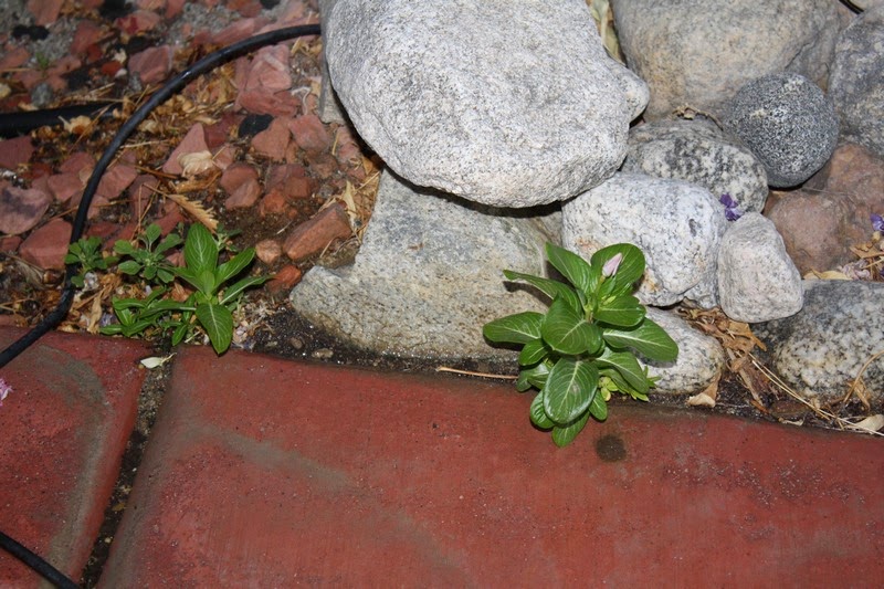 Growing With Plants Search Results For Sinocalycanthus