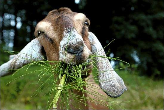 grass-goat.jpg