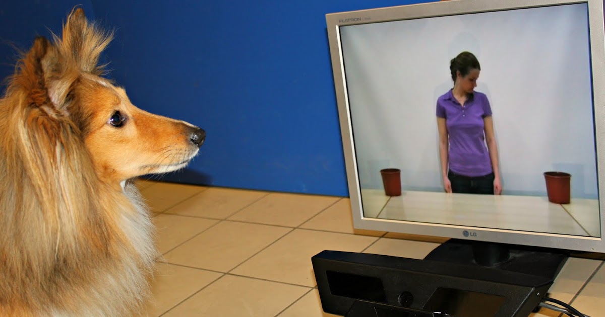 Dogs Know When We Want To Talk To Them