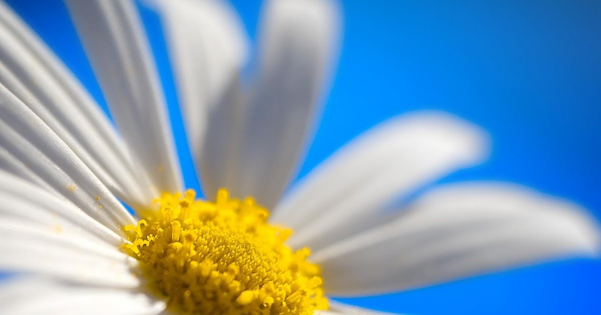Papatya Resimleri HD Daisy Wallpapers Duvar Kağıtları Kaliteli Resim