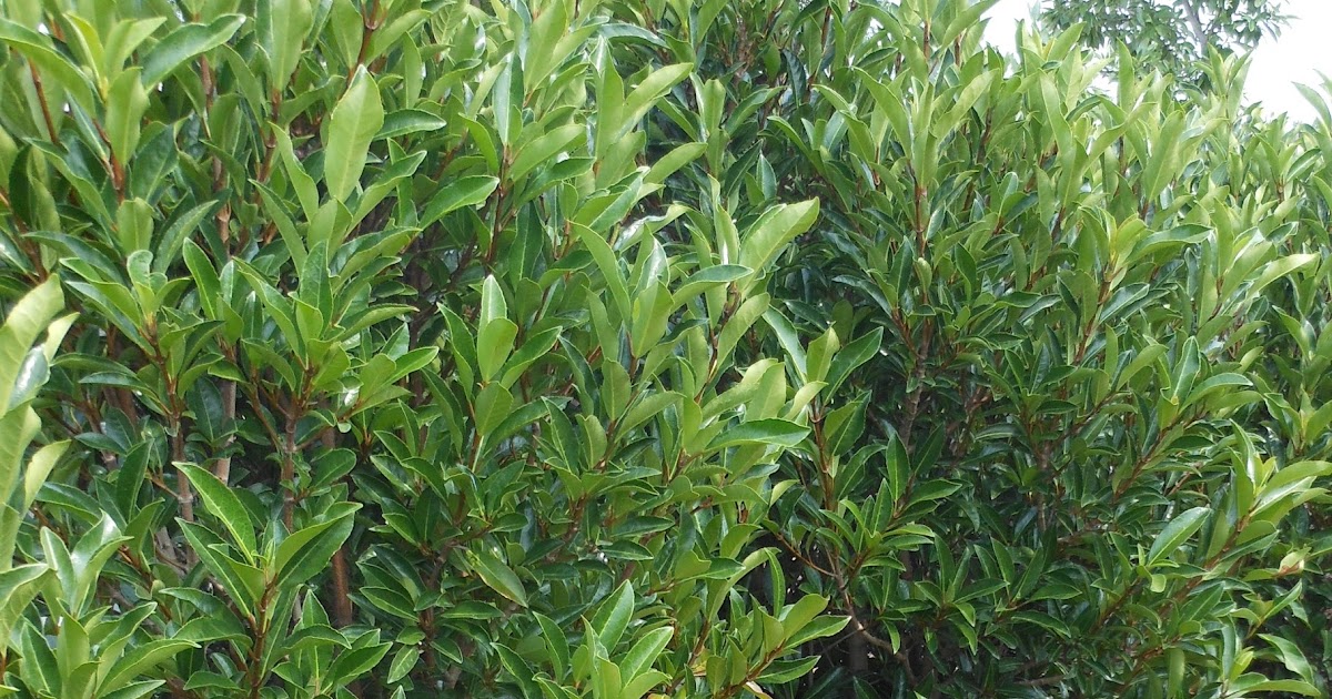 The British Gardener Old Faithful Plants Viburnum Chindo