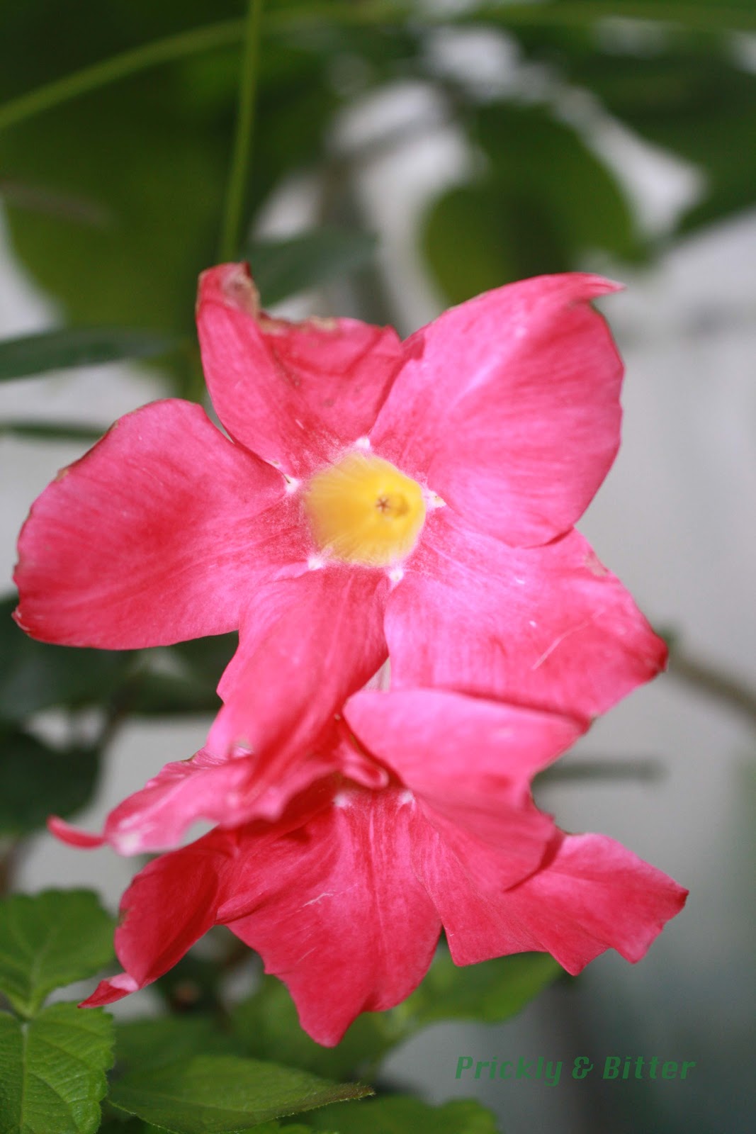 Prickly and Bitter The Brazilian jasmine native to Brazil, not the