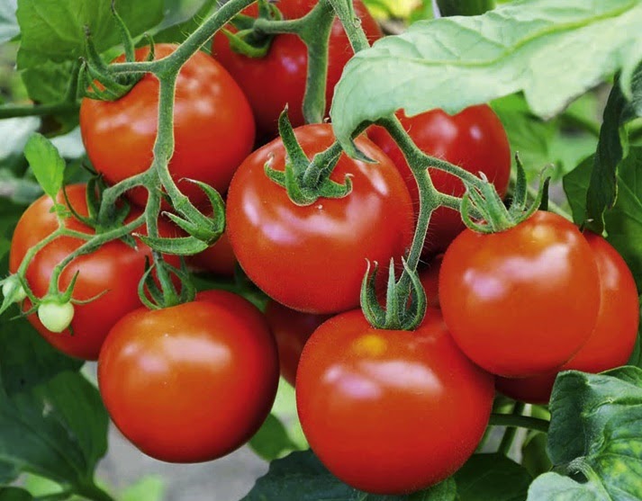 early blight resistant tomato varieties early blight resistant tomato varieties