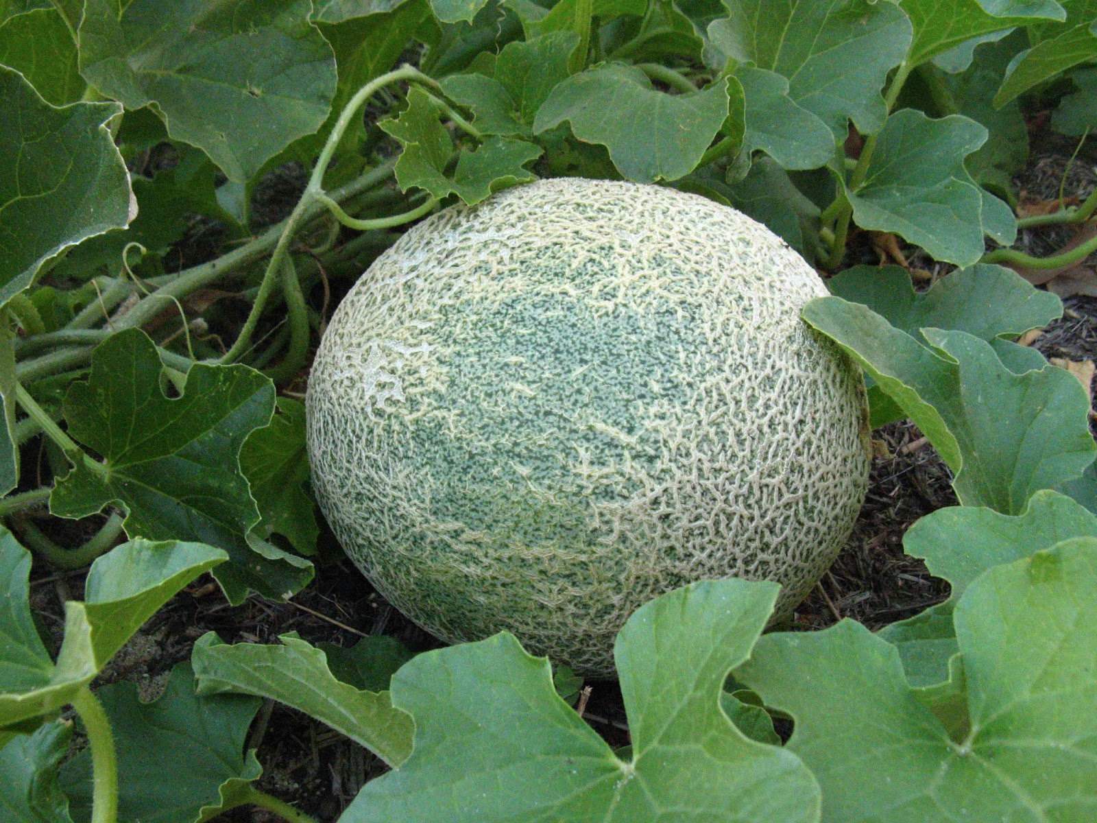 Plum Jam Rockmelon and Butternut