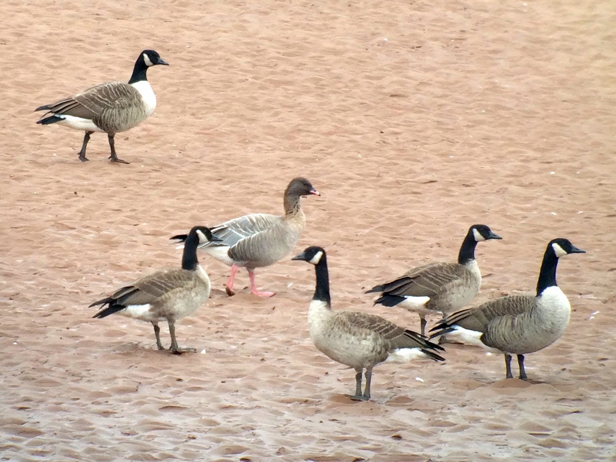 Accidental Big Year 2013 NOVA SCOTIA. NOVA GOOSE.