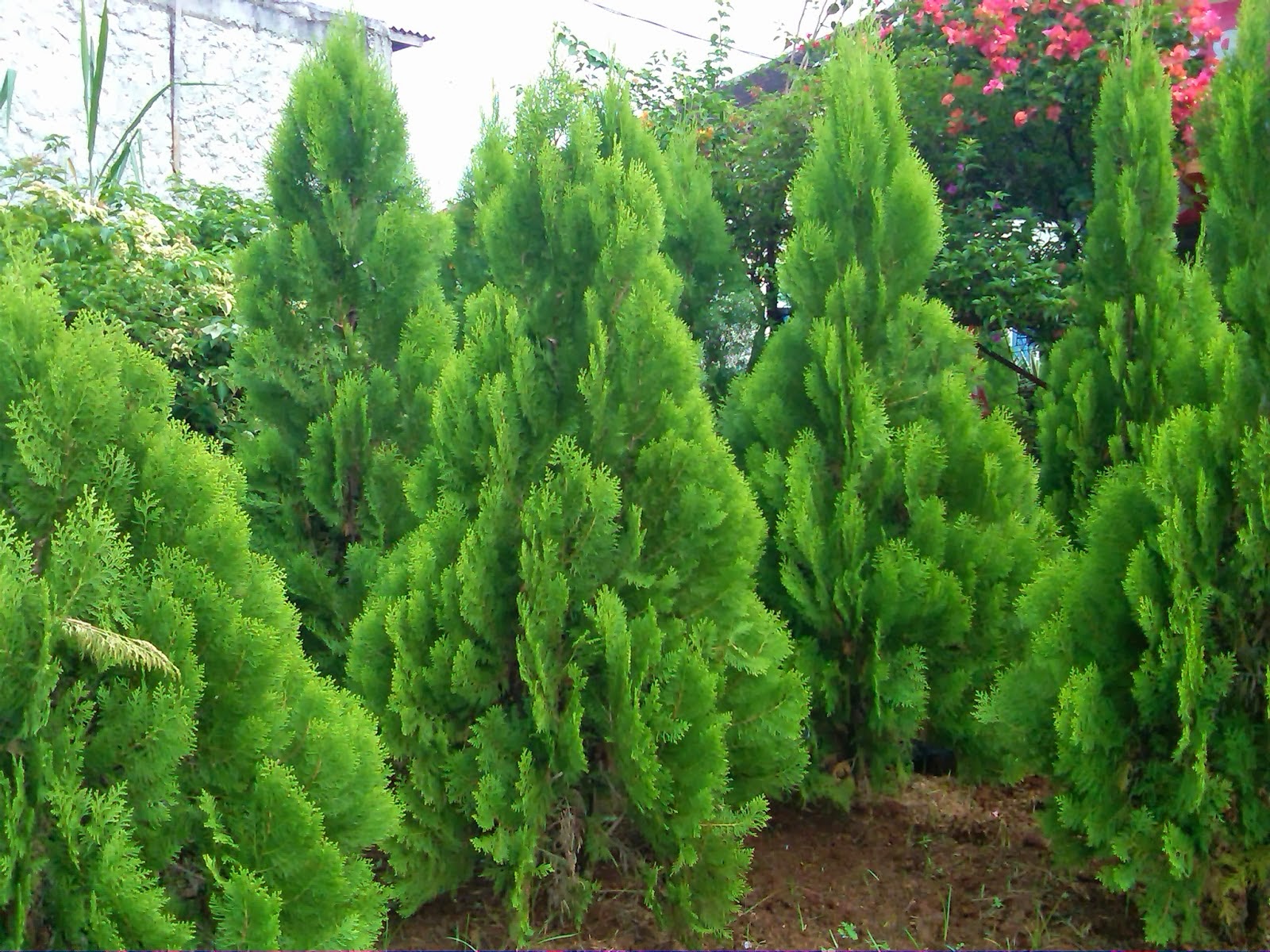 Pohon Cemara Kipas, Cemara Udang, dan Cemara Lilin